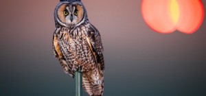 Birds 188 (30 wallpapers)