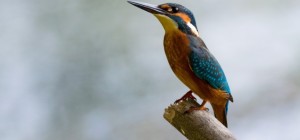 Birds 150 (3840x2160) (30 wallpapers)
