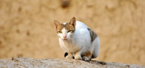 Cats 210 (30 wallpapers)
