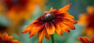 Floral wallpaper 825 (3840x2160) (30 wallpapers)