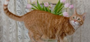 Коты 217 (30 обоев)