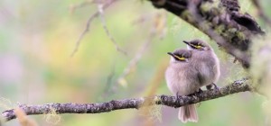 Птахи 180 (30 шпалер)