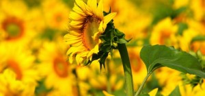 Цветочные обои 813 (2560x1600) (30 обоев)