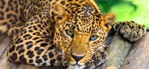 Cats 168 (30 wallpapers)