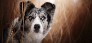 Собаки 135 (30 шпалер)