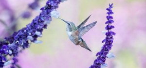 Birds 200 (30 wallpapers)
