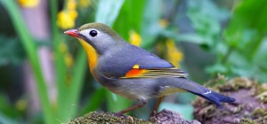 Birds 179 (30 wallpapers)