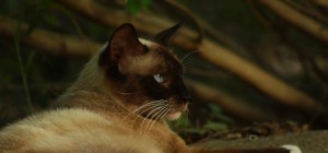 Cats 225 (30 wallpapers)