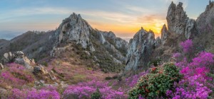 Floral wallpaper 851 (30 wallpapers)