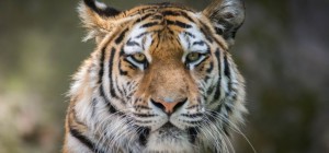 Коти 190 (30 шпалер)