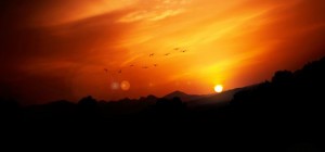 Птицы 158 (3840x2160) (30 обоев)