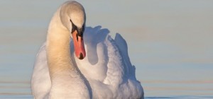 Birds 182 (30 wallpapers)