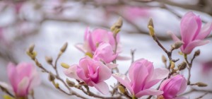 Floral wallpaper 872 (30 wallpapers)