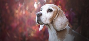 Dogs 183 (30 wallpapers)