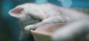Cats 193 (30 wallpapers)