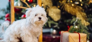 Dogs 165 (30 wallpapers)