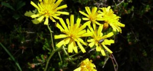 Floral wallpaper 881 (30 wallpapers)