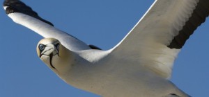Birds 149 (2560x1600) (1 wallpapers)