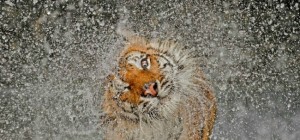 Коти 197 (30 шпалер)