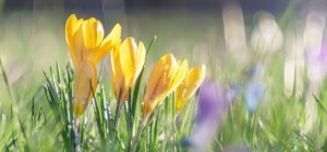 Floral wallpaper 890 (30 wallpapers)
