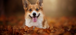 Dogs 170 (30 wallpapers)