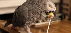 Birds 132 (2560x1600) (30 wallpapers)