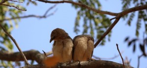 Birds 198 (30 wallpapers)
