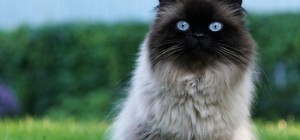 Коти 231 (30 шпалер)