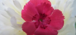 Floral wallpaper 866 (30 wallpapers)