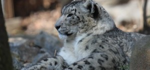 Коти 208 (30 шпалер)