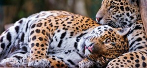 Cats 178 (30 wallpapers)