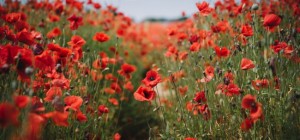 Floral wallpaper 828 (3840x2160) (30 wallpapers)