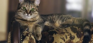 Коти 233 (30 шпалер)
