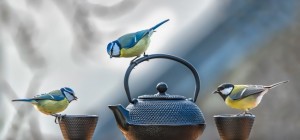 Birds 159 (3840x2160) (30 wallpapers)