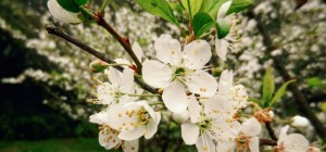 Floral wallpaper 864 (30 wallpapers)