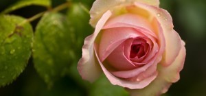 Floral wallpaper 882 (30 wallpapers)