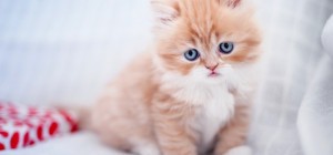 Коти 169 (30 шпалер)