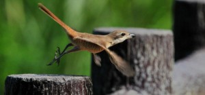 Птицы 177 (30 обоев)