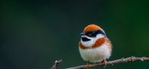 Птицы 165 (30 обоев)