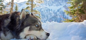 Собаки 136 (30 обоев)