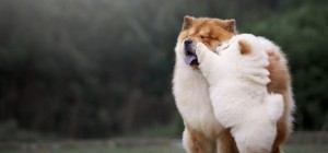 Собаки 160 (30 шпалер)