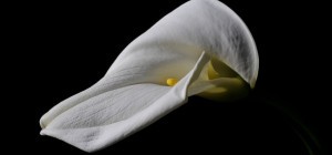 Floral wallpaper 814 (2560x1600) (30 wallpapers)