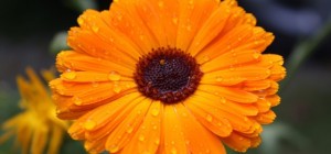 Цветочные обои 788 (2560x1600) (30 обоев)