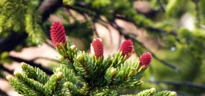 Цветочные обои 833 (3840x2160) (30 обоев)