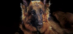 Собаки 159 (30 шпалер)