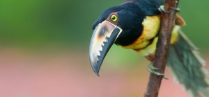 Birds 135 (2560x1600) (30 wallpapers)