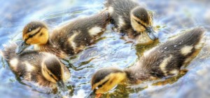 Birds 137 (2560x1600) (30 wallpapers)