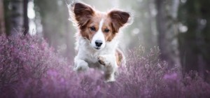 Собаки 150 (30 шпалер)