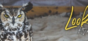 Birds 163 (5120x1440) (1 wallpapers)