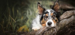 Dogs 173 (30 wallpapers)